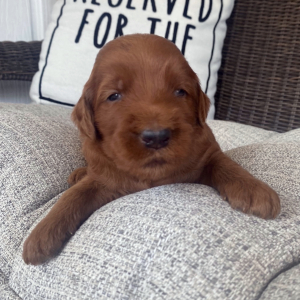 Goldendoodle Puppy Reese