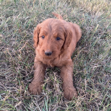 Goldendoodle Puppy Reese