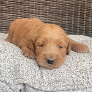 Goldendoodle Puppy Rogue