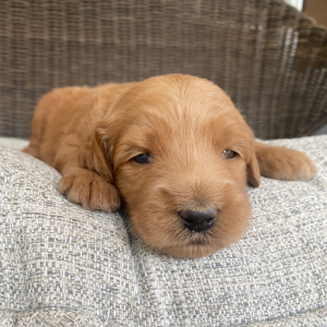 Goldendoodle Puppy Rogue