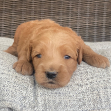 Goldendoodle Puppy Rogue