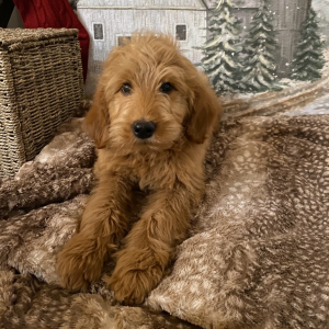 Goldendoodle Puppy Rogue
