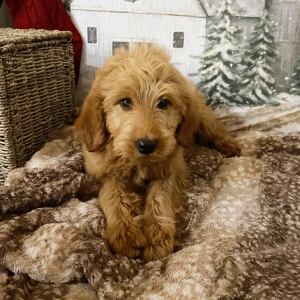 Goldendoodle Puppy Rogue