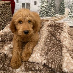 Goldendoodle Puppy Rogue