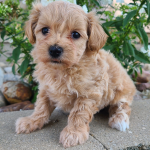 Maltipoo Puppy Keira