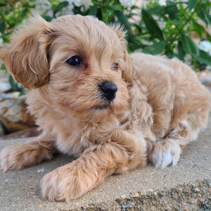 Maltipoo Puppy Keira