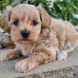 Maltipoo Puppy Keira