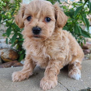 Maltipoo Puppy Keira