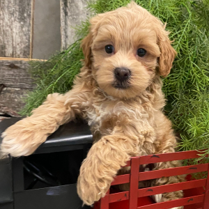 Havapoo Puppy Monroe