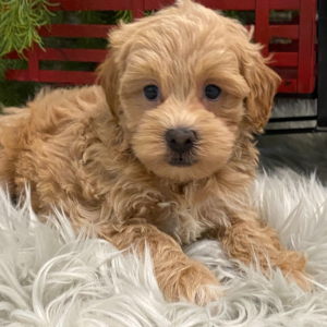 Havapoo Puppy Monroe