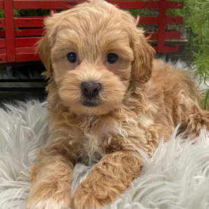 Havapoo Puppy Monroe