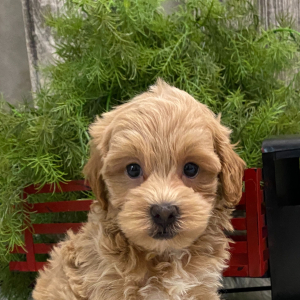 Havapoo Puppy Monroe