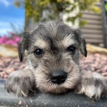Miniature Schnauzer Puppy Elvis