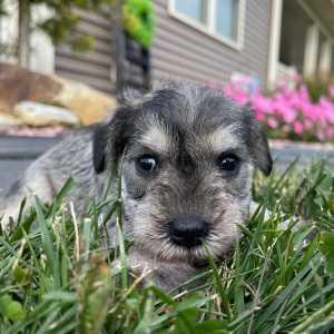 Miniature Schnauzer Puppy Elvis