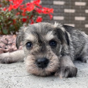 Miniature Schnauzer Puppy Elvis