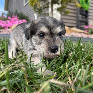 Miniature Schnauzer Puppy Elvis