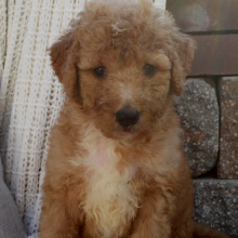 Bernedoodle Puppy Blane
