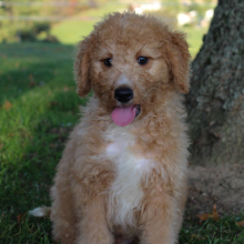 Bernedoodle Puppy Blane
