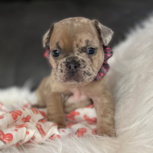 French Bulldog Puppy Nellie