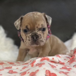 French Bulldog Puppy Nellie
