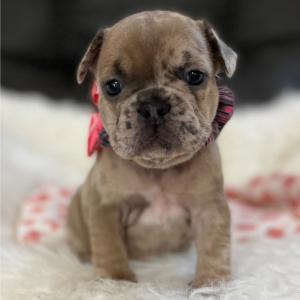 French Bulldog Puppy Nellie