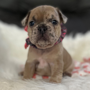 French Bulldog Puppy Nellie