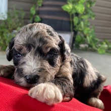 Goldendoodle Puppy Vadin