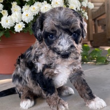 Goldendoodle Puppy Vadin