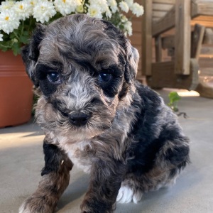 Goldendoodle Puppy Vadin