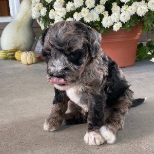Goldendoodle Puppy Vadin