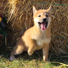 Shiba Inu Puppy Sugar