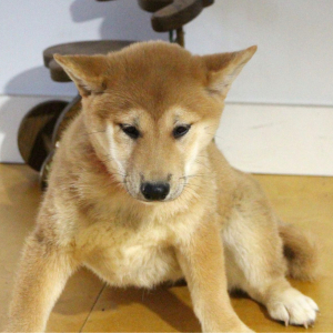 Shiba Inu Puppy Sugar