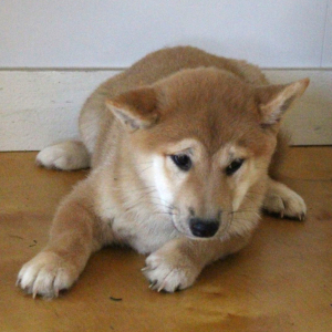 Shiba Inu Puppy Sugar