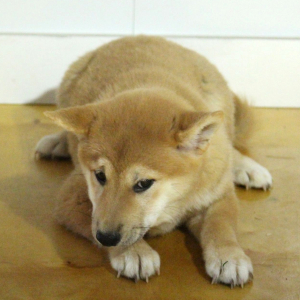 Shiba Inu Puppy Sugar
