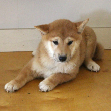 Shiba Inu Puppy Sugar