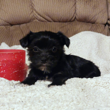 Morkie Puppy Bendy