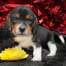 Beagle Puppy London