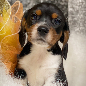 Beagle Puppy London