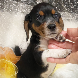Beagle Puppy London