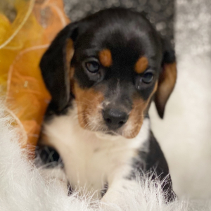 Beagle Puppy London
