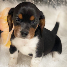 Beagle Puppy London
