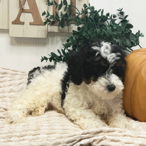 Poodle Puppy Layla