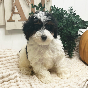 Poodle Puppy Layla