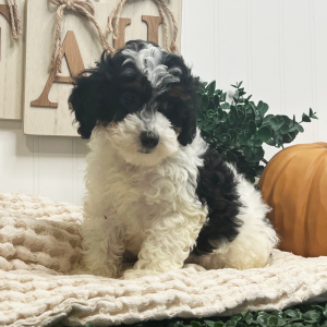 Poodle Puppy Layla