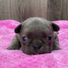 French Bulldog Puppy Xara