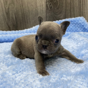 French Bulldog Puppy Xara