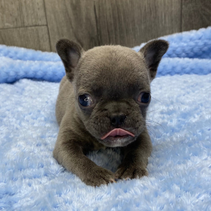 French Bulldog Puppy Xara