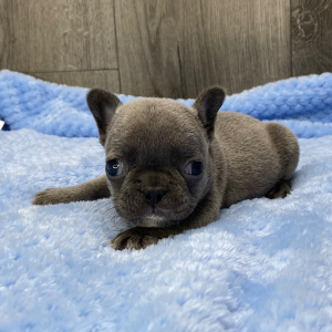 French Bulldog Puppy Xara