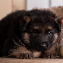 German Shepherd Dog Puppy Quin