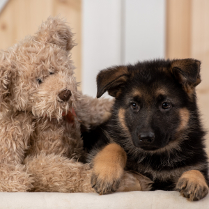 German Shepherd Dog Puppy Quin